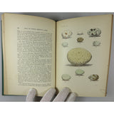 Maynard's Eggs of North American Birds with beautiful hand colored plates